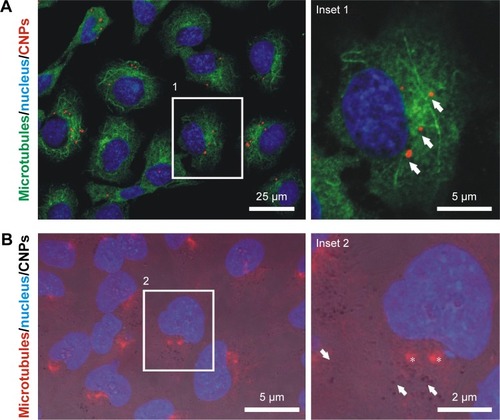 Figure 6 Depolymerization/repolymerization experiment performed in live HeLa cells containing CNPs.Notes: (A) Confocal microscopy image of HeLa cells containing CNPs (red channel, arrows). Repolymerizing microtubules (green channel) do not nucleate at the particles. (B) Fluorescence + phase contrast microscopy on HeLa cells treated with unlabeled CNPs (arrows). The CNT coating of the particle allows particle identification in the phase contrast image. No tubulin nucleation (red channel) is observed in the surroundings of the CNPs. Asterisks indicate the location of the centrosomes. (C) Actin nucleation (green channel) is not observed in the surroundings of the CNPs (arrows).Abbreviations: CNPs, CNT-bearing particles; CNT, carbon nanotube.