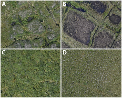 FIGURE 2. Aerial photos representative of the four terrain types that were used in our assessment of vegetation change in the Tuktoyaktuk Coastlands. (A) High-center polygonal terrain, (B) low-center polygonal terrain, (C) shrub tundra, and (D) tussock tundra. The smaller circular clumps in image (D) are tussocks, and the larger, lighter colored clumps are earth hummocks. Each image covers approximately 1200 m2, with the exception of (C), which covers approximately 600 m2.