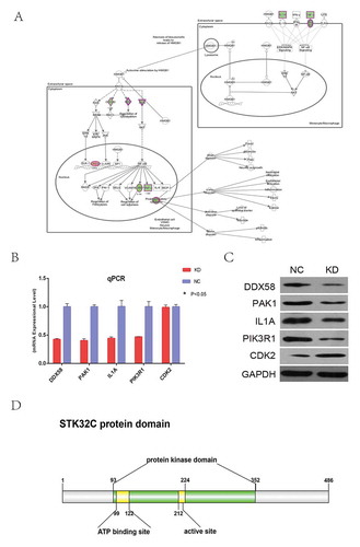 Figure 7. Knocking down STK32C influenced key genes in the HMGB1 pathway. (a) The important genes of the HMGB1 pathway map were shown. “Green” represented inhibited and “red” represented increased. (b) Transcriptional level of 13 genes on the HMGB1 pathway were detected by qPCR after knocking-down STK32C; all these genes except CDK2 were significantly regulated.(P < 0.001). (c) The protein levels of 5 genes verified by Western blot were consistent with the results of qPCR. (P < 0.001) (d) The protein domain of STK32C was predicted by public databases.