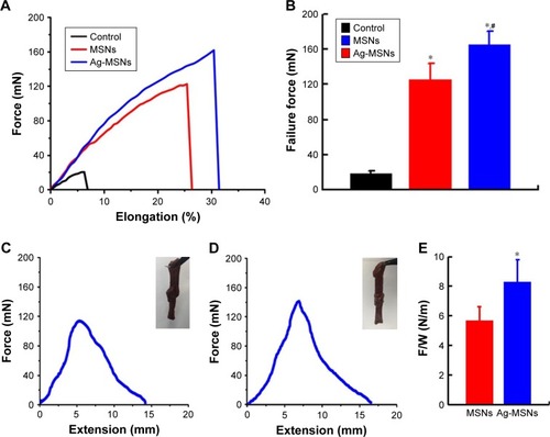 Figure 2 Tissue adhesive properties of nano-adhesives.Notes: (A) Normalized force–distance curves for the lap joints glued with gelatin films. (B) Failure forces of gelatin–gelatin film glued by MSNs or Ag-MSNs. These data represent six separate experiments and are presented as the mean values±SD, *P<0.05 vs control group, #P<0.05 vs MSNs group. Representative force–distance curves of liver tissues glued by (C) MSNs and (D) Ag-MSNs. Insets indicate nano-adhesive holds the two liver slices together. (E) Failure force, F, normalized by the width of the joint, W, for lap joints glued using solutions of MSNs or Ag-MSNs. These data represent six separate experiments and are presented as the mean values±SD, *P<0.05 vs MSNs group.Abbreviations: Ag-MSNs, nanosilver-decorated mesoporous silica nanoparticles; MSNs, mesoporous silica nanoparticles.