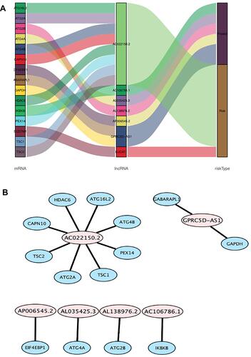 Figure 3 The co-expression network of autophagy-related lncRNA-mRNA and Sankey diagram. (A) mRNA–autophagy-related lncRNAs–risk type relationship showed in Sankey diagram. (B) The co-expression network visualized using Cytoscape 3.7.2 software.