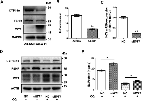 Figure 5. The accumulation of WT1 protein inhibits the differentiation of GCs. (A) Western blot showed that CYP19A1 and FSHR levels in KGN cells infected with adenovirus overexpressing WT1 (Adv-WT1) were significantly decreased. GAPDH was used as the loading control. (B) After incubation with 10 nM testosterone for 24 h, the E2 synthesis capacity of KGN cells overexpressing WT1 (6.30 ± 0.25 ng/mg) was significantly lower than that of the control group (15.21 ± 0.69 ng/mg). Data are presented as mean ± SD, n = 3, **P < 0.01 vs. Ad-CON. (C) Transfection with 100 nM WT1 siRNA (siWT1) resulted in a decreased WT1 mRNA level. GAPDH was used as the internal control. Data are presented as mean ± SD, n = 3, **P < 0.01 vs. NC. (D) Western blot showed that WT1 protein decreased significantly after siWT1 transfection, and the protein levels of CYP19A1 and FSHR were upregulated in siWT1 KGN cells. In siWT1 cells, after the subsequent treatment with 50 μM CQ for 48 h, the expression of WT1 was significantly lower than that in NC cells, and the levels of CYP19A1 and FSHR were elevated. ACTB was used as the loading control. (E) After 24 h incubation with 10 nM testosterone, the E2 synthesis ability of siWT1 KGN cells (24.70 ± 1.46 ng/mg) was significantly higher than that of NC cells (18.38 ± 1.35 ng/mg). After CQ treatment, the E2 synthesis ability of siWT1 KGN cells (8.52 ± 0.44 ng/mg) was significantly higher than that of NC cells (6.08 ± 0.67 ng/mg). Data are presented as mean ± SD, n = 3, *P < 0.05.