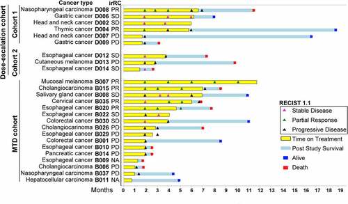 Figure 2. The swimmer plot shows the treatment response (RECIST 1.1) for subjects, noted with immune-related response criteria (irRC) listed aside. the plot is sorted by cohort and time on treatment. Note the subject B029 was a censored event as he was lost to follow up