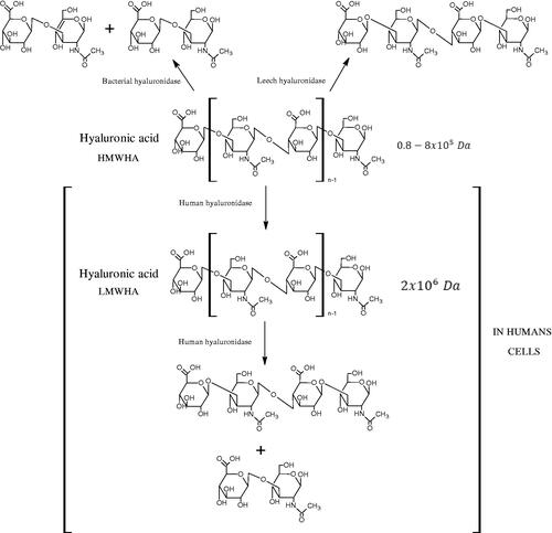 Figure 1. Classification of hyaluronidases (HMWHA: long-chain hyaluronic acid; LMWHA: short-chain hyaluronic acid).