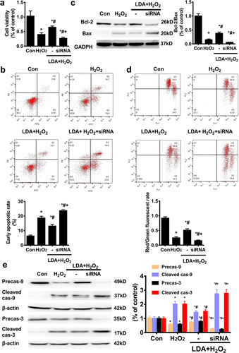 Figure 6. LDA could not correct the effect of CREB on the mitochondrial apoptosis of HTR8/SVneo cells. After treatment with CREB siRNA for 24 h, LDA was used 30 min ahead of H2O2 treatment for another 24 h, and the cell survival rate was evaluated using the CCK-8 assay (a); the apoptosis rate was measured by flow cytometry (FCM) (b), the expression of Bcl-2 and Bax was detected by western blotting (c), and MMP loss (d) was analyzed. Meanwhile, the expression and activation of caspase-9 (cas-9) and caspase-3 (cas-3) were detected by western blotting(e). Densitometric analysis of the cas-9/3 expression is shown in the bar graphs (n = 5, *P < 0.05, vs. con, #P < 0.05, vs. H2O2, +P < 0.05 vs. LDA + H2O2).