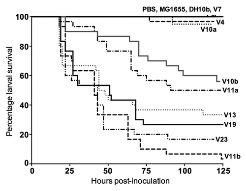 Figure 3. Correlation between molecularly inferred virulence and in vivo pathogenicity in the Galleria mellonella model system with eight Escherichia coli bloodstream isolates. Experiments were performed on three independent occasions. Curves for each isolate are labeled according to aggregate virulence gene score (V), with actual doses used [expressed as x 106 CFU] as follows: UOAE3153 (V4) [1.50/1.08/1.29]; UOAE4027, (V10a) [1.42/1.00/1.63]; UOAE6392 (V10b) [1.00/1.79/1.13]; UOAE0212 (V11a) [1.33/1.33/1.79]; UOAE6384 (V13) [1.33/1.54/1.63]; UOAE8433 (V19) [1.63/1.93/1.29]; UOAE8502 (V23) [1.42/1.13/1.25]; UOAE0886 (V11b) [1.54/1.67/1.50].