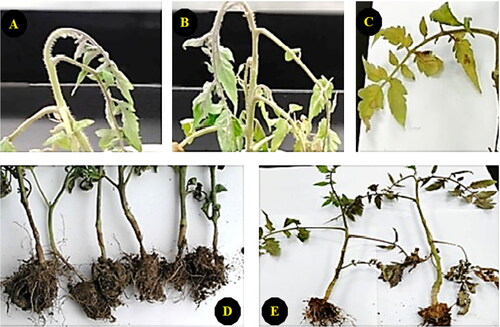 Figure 1. The morphological appearance and disorders of the collected infected tomato plants; wilting (A and B), chlorosis and early blight (C), root rot (D), and early blight (E).