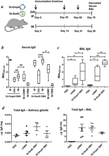 Figure 4. Bt OMV-elicitied systemic and mucosal antibody responses. (a) Mice (n = 5–6/grp) were administered Bt OMVs expressing the Salmonella OmpA or SseB proteins via the oral (OG), intranasal (IN) or intraperitoneal (IP) routes according to the dosing regimen described in the Material and Methods section. Arrows indicate time of immunization. Naïve OMVs (nOMV) and PBS were administrated to mice (n = 5–6/grp) as control groups. At autopsy, serum (b) and brochoalveolar lavage fluid (BAL) (c) were analysed for anti-OmpA and anti-SseB IgG and IgA antibody titres, respectively, by ELISA. The boxplots indentify the mean and upper and lower quartile values for data sets obtained from animals within each treatment group. Analysis of variance for multiple comparisons of means between independent samples (ANOVA) was followed by a Tukey’s test. *P < 0.05; **P < 0.01; ***P < 0.001; ns,not significant. Total IgA levels were also determined in salivary gland tissue homogenates (d) and in BAL (e) samples from each group of animals by ELISA using IgA standards as described in the Materials and Methods section.