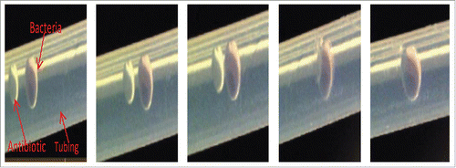 Figure 1B. Images of drop-off junction mixing system where the small droplet is a drug droplet and the large pink droplet is a bacteria culture droplet. Droplets move from a smaller diameter tube into a larger diameter tube. Within the larger tube the droplets are smaller than the diameter of the tubing they move together and coalesce to form a fully mixed droplet and then moves back to 812um tubing for incubation.