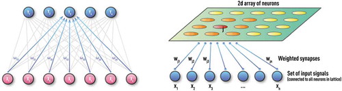 Figure 2. Schematic of unsupervised Kohonen NN or self-organizing map (SOM) with 1D (left panel) and 2D (right panel) architectures. These NNs are trained by competitive unsupervised learning algorithms and used for clustering of unlabeled data and discovery of low-dimensional representations.