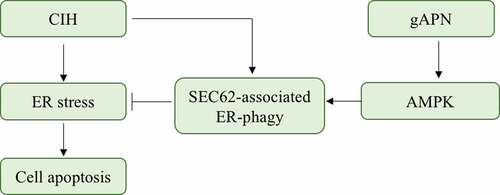 Figure 8. Possible mechanisms of CIH-induced H9C2 cardiomyocytes injury and gAPN protective role. In our study, we found that CIH exposure activated the ER stress and ER stress-associated H9C2 cardiomyocytes apoptosis. Meanwhile, CIH activated the SEC62-associated ER-phagy to alleviate ER stress and further reduce the cell apoptosis. gAPN supplementation upregulated the SEC62-associated ER-phagy to alleviate ER stress and reduce the cell apoptosis via activating AMPK pathway