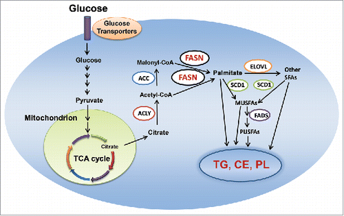 Figure 1. De novo lipogenesis in the cell. Abbreviations: MUSFA, monounsaturated fatty acids; PUSFA, polyunsaturated fatty acids; FADS, fatty acid desaturase; CE, cholesterol esters; TG, triglyceride; PL, phospholipid; TCA, tricarboxylic acid; ACC, acetyl-CoA carboxylase; ELOVL, elongation of very long chain fatty acids protein; FASN, fatty acid synthase; SCD1, stearoyl-CoA desaturase 1; ACLY, adenosine triphosphate citrate lyase; TCA, tricarboxylic acid. Details are reported in the main text.