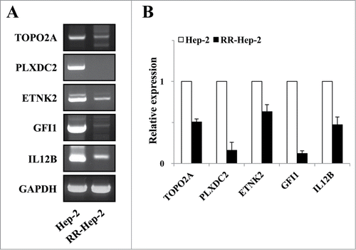 Figure 3. The mRNA expression levels of the 5 target radioresistance-related genes in Hep-2 and RR-Hep-2 cells. (A) RT-PCR analysis of the TOPO2A, PLXDC2, ETNK2, GFI1 and IL12B genes in Hep-2 and RR-Hep-2 cells. (B) The mRNA levels of TOPO2A, PLXDC2, ETNK2, GFI1, and IL12B were measured by quantitative real-time PCR.