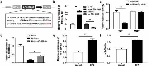 Figure 3. miR-380-5p directly targets AC012668. (a) Wild and mutant types of AC012668 reporters labeled with luciferase. (b) Expression levels of miR-380-5p in AC012668-enhanced/-inhibited LO2 cells. (c) Relative luciferase activities in wild-type and mutant AC012668 groups compared with the mimic negative control group. (d) Relative enrichment of AC012668 in the biotinylated miR-380-5p group. (e) AC012668 expression levels in the liver tissues of HFD mice. (f) Expression level of miR-380-5p in LO2 cells treated with 1 mM FFA. *P < 0.05 vs. biotin-NC; **P < 0.01 vs. si-NC, vector, mimic NC, or control