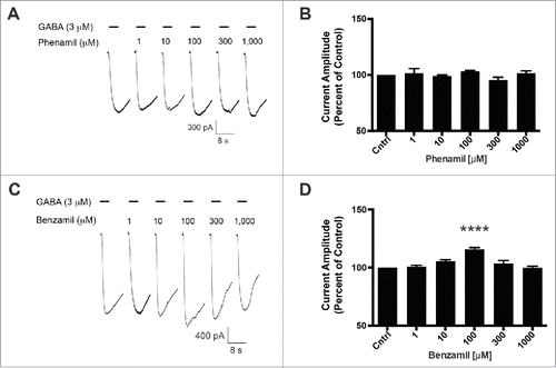 Figure 4. Phenamil and benzamil fail to elicit a concentration-dependent increase in GABA-induced current on the hGABA-A ρ1 (I15'N) mutant receptor. (A) Representative current traces of increasing concentrations of phenamil co-applied with 3 µM GABA on the hGABA-A ρ1 (I15'N) mutant receptor are shown. (B) Comparison of normalized response of co-application of control GABA and phenamil in the presence of the hGABA-A ρ1 I15'N mutant receptor is presented. (C) Representative current traces of increasing concentrations of benzamil co-applied with 3 µM GABA in the presence of the hGABA-A ρ1 I15'N mutant receptor are shown. (D) Comparison of normalized response of co-application of control GABA and increasing concentrations of benzamil. Data are presented as the mean ± SEM of n ≥ 4 cells. Significance was determined using One-way ANOVA and Bonferroni post-hoc analysis (****, p ≤ 0.0001 compared to the control response).