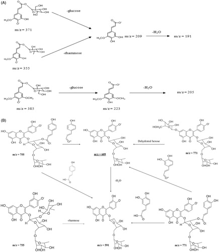 Figure 5. Proposed fragmentation of cinnamic acid derivatives (A) and quercetin derivatives (B) tentatively identified in papaya leaf aqueous extract.