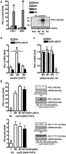 Figure 7. DOK1 down-regulates PD-L1 in macrophages. (a), M1 macrophages express PD-L1 protein. THP1 monocytes (Mo/s) were differentiated to adherent M0 macrophages for 48 h and polarized to M1 or M2 for additional 48 h. Representative results (right) and quantitative analyses (left) are presented. Data from Western blots were normalized to HSP90 and calculated as -fold ± S.E. (*p < .05 vs. M1, Kruskal Wallis test, n = 3). (b), DOK1 down-regulates PDL1 mRNA in M1 macrophages. THP1 M0 macrophages were transfected with EV or DOK1 p62 FL for 6 h before polarization to M1 or M2, followed by transCC with AGS as described. Ct-values of RT-qPCRs normalized to B2M were calculated as -fold ± S.E. (*p < .05 vs. M1 and DOK1, Two-way ANOVA, n = 3). (c), Up-regulation of PDL1 mRNA in gastric cancer cells after co-culture with macrophages. AGS cells from SC or transCC with macrophages in (b) were subjected to RNA extraction. Ct-values of RT-qPCRs normalized to B2M were calculated as -fold ± S.E. (*p < .05 transCC vs. SC, Kruskal Wallis test, n = 3). (d), Up-regulation of PD-L1 protein and P21 CIP1/WAF1 in co-cultures of gastric cancer and macrophages. Cells from SC or mixed AGS/THP1 samples from cisCC were subjected to protein extraction. Data from Western blots are presented as -fold ± S.E. (*p < .05 cisCC vs. SC, Kruskal Wallis test, n = 3).