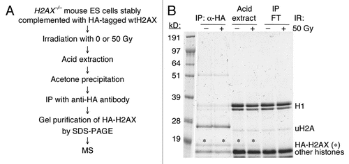 Figure 1 Strategy for identification of IR-induced post-translational modifications of H2AX. (A) Outline of protocol for identifying IR-induced post-translational modifications of H2AX. IP: immunoprecipitation; HA: influenza hemagglutinin peptide; MS: mass spectroscopy. (B) Coomassie blue staining of immunoprecipitates after SDS-PAGE analysis. Several histone species are shown. FT: flow-through. uH2A: monoubiquitinated histone H2A. “*” indicates the HA-H2AX bands, which were cut from the gel and purified for analysis by MS.