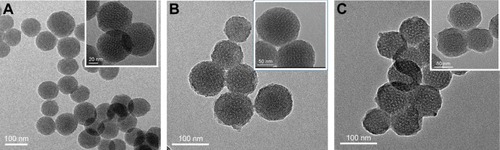 Figure 3 TEM images of nanoparticles.Notes: (A) MCNs, insert HRTEM of MCNs; (B) oMCNs, insert HRTEM of oMCNs; and (C) oMCN@PEG, insert HRTEM of oMCN@PEG.Abbreviations: TEM, transmission electron microscope; MCNs, mesoporous carbon nanospheres; HRTEM, high-resolution transmission electron microscopy; oMCNs, oxidized mesoporous carbon nanospheres; oMCN@PEG, polyethylene glycol-modified oxidized mesoporous carbon nanospheres.