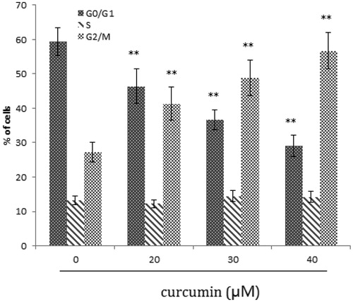 Figure 3. Effect of curcumin on SKOV3 cell cycle. Data are presented as mean ± SD (n = 3). **p < 0.01.
