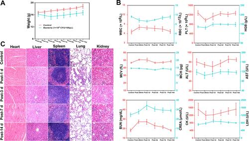 Figure 3 In vivo safety evaluation of E. coli BL21(AI). (A) Bodyweight changes over time (B) Hematological assay of BALB/c mice and (C) H&E staining of major organs from the control group and the experimental groups 1, 3, 7, 14 days after i.v. injection of E. coli BL21(AI). All the scale bars are 50 μm.