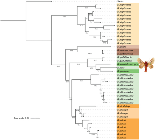 Figure 2. Phylogenetic tree (maximum likelihood model) of the genus Delorhachis, highlighting recovery of the new species Delorhachis nouabaleensis sp. n.