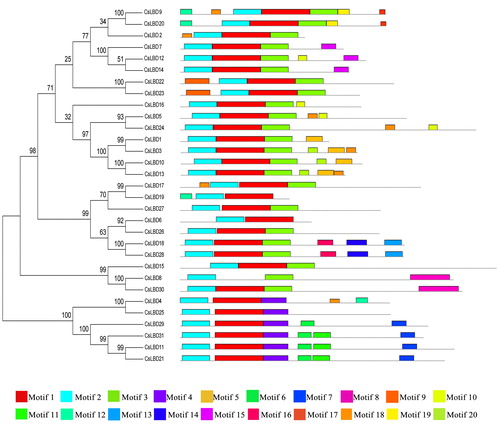 Figure 1. Conserved motif compositions of CsLBD proteins.