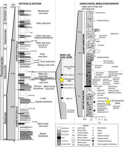 Figure 2. Stratigraphic log for the Pottsville Formation and the exposed strata at the Union Chapel Mine site (modified from Pashin Citation2005). The Star indicates the stratigraphic location of the trace fossil beds.