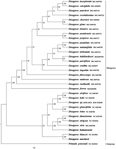 Figure 1. The best ML phylogeny recovered from 32 complete plastome sequences by RAxML. Accession numbers: Diospyros maclurei Merr. (This study, GenBank accession number: MH778101), Diospyros hainanensis Merr. (This study, GenBank accession number: MH778100), Diospyros minimifolia MG_049707, Diospyros pustulata MG_049720, Diospyros tridentata MG_049723, Diospyros labillardierei MG_049704, Diospyros parviflora MG_049716, Diospyros erudita MG_049697, Diospyros impolita MG_049702, Diospyros perplexa MG_049717, Diospyros yaouhensis MG_049731, Diospyros flavocarpa MG_049700, Diospyros umbrosa MG_049726, Diospyros calciphila MG_049695, Diospyros inexplorata MG_049703, Diospyros pancheri MG_049710, Diospyros revolutissima MG_049722, Diospyros glans MG_049701, Diospyros cherrieri MG_049696, Diospyros trisulca MG_049724, Diospyros vieillardii MG_049730, Diospyros ferrea MG_049698, Diospyros oleifera NC_030787, Diospyros kaki NC_ 030789, Diospyros sp. LHM-2015 KM_522848, Diospyros glaucifolia NC_ 030784, Diospyros lotus NC _030786, Diospyros dumetorum NC_ 035703, Diospyros strigosa NC_ 035654, Diospyros olen MG_049708, Diospyros blancoi NC _033502; outgroup: Primula poissonii NC_024543.