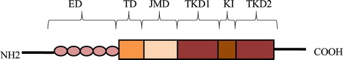 Figure 1. Structure of FLT3. ED, extracellular domain; TD, transmembrane domain; JMD, juxtamembrane domain; TKD1, tyrosine kinase domain-1; KI, kinase insert; TKD2, tyrosine kinase domain-2.