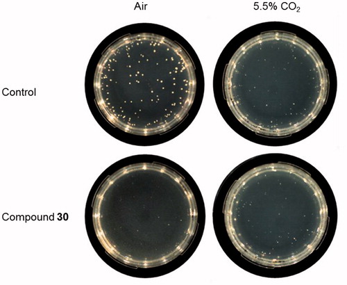 Figure 6. Inhibition of C. neoformans ATCC 6895 growth on solid medium supplemented with compound 30. Yeast cells (200 cells/plate) were grown in YNB medium supplemented with compound 30 (3 mM), or solvent alone (control, 3% DMSO), at 37 °C for 120 h in the aerobic environment or in 5.5% CO2 atmosphere. Three plates for each condition were assayed in two independent experiments. Representative images are shown.