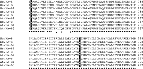 Figure 5.  Amino acid sequence alignment of VHA-B subunits. Displayed is the alignment of VHA-B amino acid sequences from Neurospora crassa (Nc), Saccharomyces cereviseae (Sc), Homo sapiens (Hs), Oryza sativa (Os) and Arabidopsis thaliana (At). The alignment was generated with ClustalW.