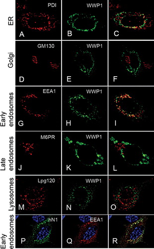 Figure 4.  Human Notch1 and WWP1 colocalize in the early endosome. (A–O) C2C12 cells were cotransfected with human Notch1 and WWP1. 17 hours post-transfection, the cells were stained with anti-V5 (green) antibodies to detect WWP1 protein (B, E, H, K, N) and costained with a panel of different antibodies that label cellular compartments (red) including: (A) endoplasmic reticulum (anti-PDI), (D) Golgi (anti-GM130), (G) early endosomes (anti-EEA1), (J) late endosome (anti-M6PR), and (M) lysosome (anti-Lpg120). (C, F, I, L, O) Merged images of each costaining. When WWP1 is depleted from the nucleus, its cellular localization displays significant colocalization only with the early endosomes in cotransfected cells. (P, Q, R) In C2C12 cells coexpressing human Notch1 (hN1) and WWP1, hN1 (P, green) is colocalized with EEA1 (Q, red). (R) Merged image.