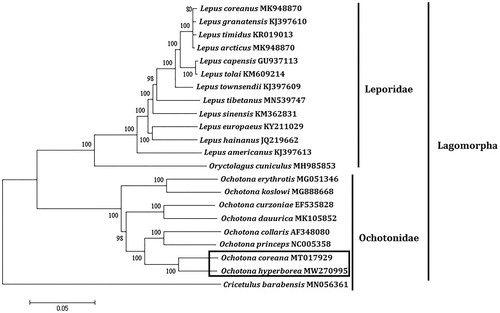 Figure 1. Phylogenetic tree generated using the maximum-likelihood method based on complete mitochondrial genomes. The outgroup is Cricetulus barabensis (MN056361).