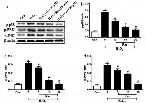 Figure 5. Ability of resveratrol to reduce levels of p-p38, p-ERK, and p-JNK in H2O2-treated RGC-5 cells. Cells were pre-exposed for 4 h to resveratrol (Res) at 5, 10, or 20 μM, then exposed to 200 μM H2O2 for 24 h. Levels of p-p38, p-ERK, and p-JNK were estimated by western blot. *P< 0.05 vs control group, #P< 0.05 vs H2O2-treated group