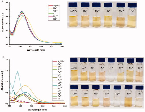 Figure 9. (A,B) UV-Vis spectra of Ah-AgNPs after addition of different metal ions.