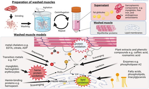 Figure 4. Washed muscle models. The washed muscles consist primarily of myofibrillar protein, connective tissues, and lipid membranes as the result of exhaustive washing of minced muscle tissues to remove water-soluble components, e.g., sarcoplasmic proteins and low molecular weight compounds. External pro-oxidants and antioxidants, as well as muscle components of interest can be added back to the washed muscle for studying their individual and interaction effects on lipid oxidation.