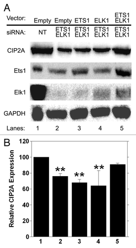 Figure 8. Ectopic expression of ETS1 and ELK1 together rescues CIP2A expression from 3′ UTR siRNA treatment. HeLa cells were transiently transfected with 100 nM of ETS1 and ELK1 3′ UTR siRNA together or non-targeting (NT) siRNA as the negative control. ETS1 and ELK1 cDNA were cloned into pCDN4-His Max Topo expression vector (Invitrogen, K864–20) utilizing the primers mentioned in Table 4, generating Ets1-Topo and Elk1-Topo. Sequences of the clones were verified and 1 µg was utilized for ectopic expression in HeLa cells following 3′ UTR siRNA treatment. Cells transfected with the empty vector served as a negative control. (A) western blot analysis of CIP2A, Ets1, Elk1 and GAPDH protein expression levels was performed 72 h after transfection and (B) qRT-PCR was conducted at 48 h after transfection to confirm rescue of CIP2A mRNA. **p < 0.01.