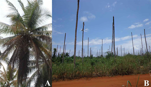 Fig. 1 Symptoms of lethal yellowing associated with the CILY phytoplasma in the Grand-Lahou region. (A) Coconut palms showing frond yellowing progressing to the younger leaves; older leaves are brown and will eventually dry up and die. (B) Coconut palms showing bare trunks corresponding to the last stage of the disease, known as ‘telephone poles’.