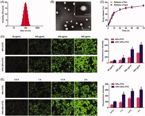 Figure 2. Physicochemical characterization of the developed iVR1-NPs-Apa/Sal and evaluation of tumor cells targeting ability of the iVR1-NPs-FITC in vitro. (A) Particle size and size distribution of iVR1-NPs-Apa/Sal. (B) Morphology of iVR1-NPs-Apa/Sal determined by TEM. (C) Release of Sal and Apa from iVR1-NPs-Apa/Sal in the medium of PBS supplemented with 10% rat plasma. (D) Qualitative and quantitative evaluation of cell uptake after incubation of cells with difference concentration of nanoparticles. (E) Qualitative and quantitative evaluation of cell uptake after incubation of cells with nanoparticles for different times. *p < 0.05, significantly higher than the NPs-FITC treated cells.