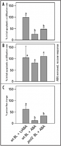 Figure 6 Blue light-induced relative apoplastic acidification rate and proton fluxes of abaxial epidermal strips of young expanding leaves of wt and pcd2 in the presence or absence of 20 µM ABA or t,t-ABA, measured with MIFE. (A) The effect of ABA and t,t-ABA on initial acidification rate in wt and pcd2. (B) Recovery of the blue light-induced apoplastic acidification rate after ABA was removed from the experimental solution. (C) The effect of the ABA and t,t-ABA on blue light-induced proton fluxes in wt and pcd2 mutants. The data are presented as the percentage of the average of the response induced by three blue light pulses given at the start of the experiment in control solution. Values are the means ± SE of at least three independent experiments. The letters above the bars indicate the statistical group of the results from a one-way ANOVA, with Newman-Keuls as post test, α = 0.05. BL = blue light (100 µmol m−2s−1).