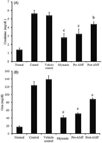 Figure 2. Effect of AMF on serum creatinine (A) and urea (B) levels in cisplatin treated mice. The data were represented as mean ± SEM (n = 6) and analysed using one-way ANOVA and group means were compared using the Tukey–Kramer multiple comparison test. The values are statistically different from the control at p < 0.05a, 0.01b and 0.001c and the values > 0.05 are considered to be non-significant.