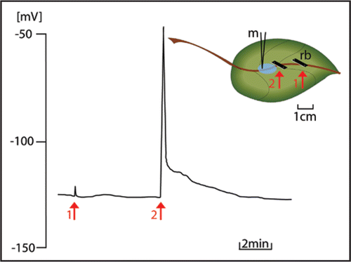 Figure 4 Signal conduction in the form of EPW in Vicia faba SEs in dependence of the distance from the cutting site after subsequent cutting (2) with an earthed razor blade. The schematic drawing on the right side shows the experimental design. 1↑-2 cm from the cutting site; 2↑-1 cm from the cutting site; m, microcapillary for membrane potential recording; rb, razor blade.