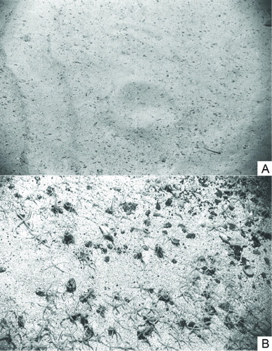 Figure 6 Photographs of the seafloor taken at stations. A, S25_UWC, which shows a soft sediment substratum of foraminiferal ooze; B, S31, which shows a granular substratum and fauna that is indicative of coral rubble habitat.