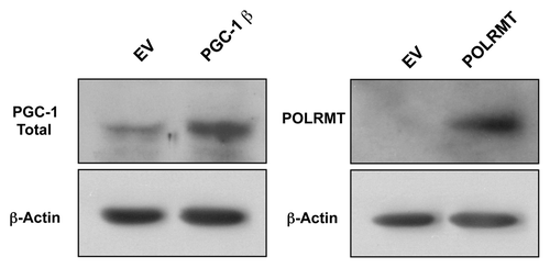 Figure 4. Overexpression of PGC-1β and POLRMT. Immunoblot analysis shows successful overexpression of PGC-1β and POLRMT in transduced MDA-MB-231 cells. β-actin is shown as a control for equal protein loading. EV, empty vector (Lv105).
