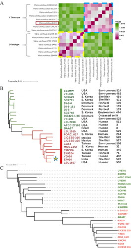 Figure 1. (A) Heat-map of Euclidean distance matric calculated based on percentage values of average nucleotide identity (ANI) values of different strains of Vibrio vulnificus reveals two major groups. The strain sequenced in this study is highlighted in the red box. Details of genomes retrieved from NCBI GenBank are provided in Table 1. The values indicate the extent of dissimilarity from dark pink to green color; (B) MLST based phylogenetic analysis of V. vulnificus genomes and details of their country, source, and ST shows differential branching pattern based on vcg alleles. (vcg-C—red; vcg-E—green). the newly sequenced isolate is marked with ‘a star’; (C) Core genome-based phylogenetic analysis of V. vulnificus genomes showing two distinct lineages based on vcg alleles (vcg-C marked in red and vcg-C marked in green color).