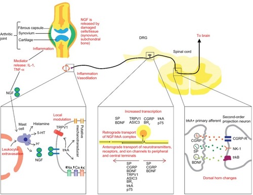 Figure 1 Schematic diagram of the NGF mechanisms involved in the initiation and maintenance of pain.