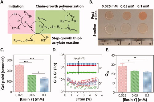 Figure 6. (A) Mechanism of visible light initiated mixed-mode step-chain-growth thiol-acrylate photopolymerization. (B–E) Physical properties of visible light-cured PEGDA thiol-acrylate hydrogels formed with 0.025, 0.05, or 0.1 mM of eosin-Y. (B) Photographs; (C) gel points; (D) elastic (G′) and viscous (G″) modulus, and (E) equilibrium mass swelling ratio (Qm). Reproduced with permission from Wiley Online Library (Hao & Lin, Citation2014).