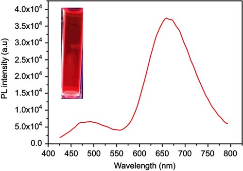 Figure S1 Fluorescence stability of the K-AuNCs was checked with six months before synthesized sample, and it was stored in 4°C. The synthesized material gives good fluorescence intensity. The inset image indicated that red color fluorescence is present under the UV light for the same sample