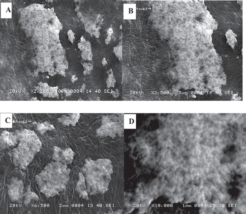 Figure 4. SEM images of T-AgNPs are shown. The analysis of SEM images predicts the size and morphology of T-AgNPs